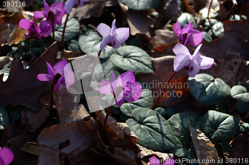 Image of Spring-Flowering