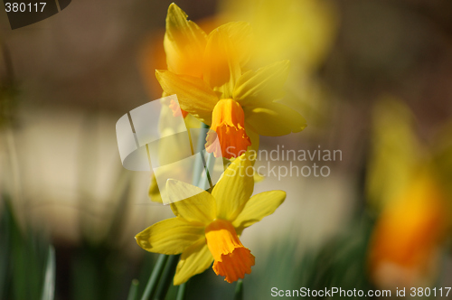 Image of Spring-flowering