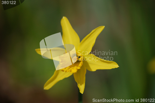 Image of Narcissus