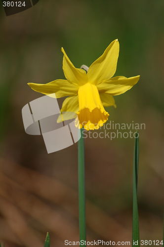 Image of Narcissus