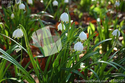 Image of Snowdrops