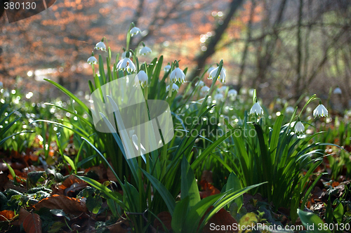 Image of Galanthus nivalis