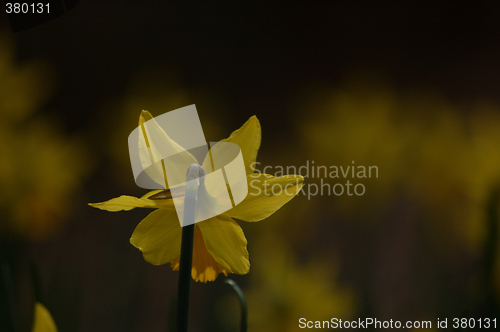 Image of Yellow Flower