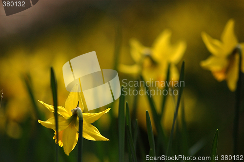 Image of Spring in the garden