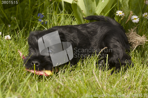 Image of miniature schnauzer puppy