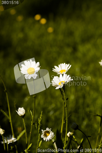 Image of daisies