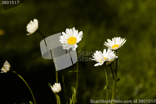 Image of daisies