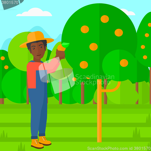 Image of Farmer collecting oranges.