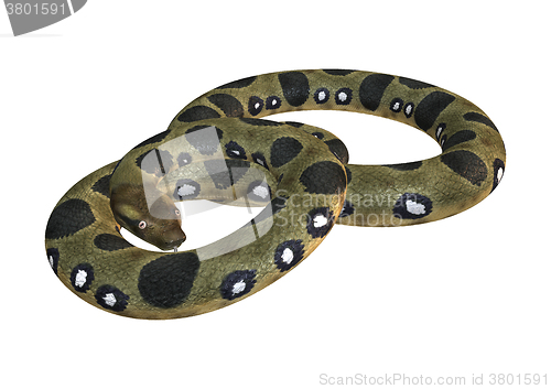 Image of Green Anaconda on White