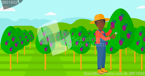 Image of Farmer collecting grapes.