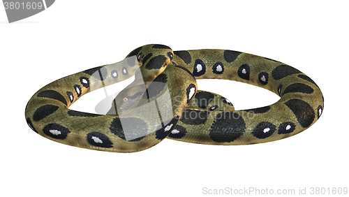 Image of Green Anaconda on White