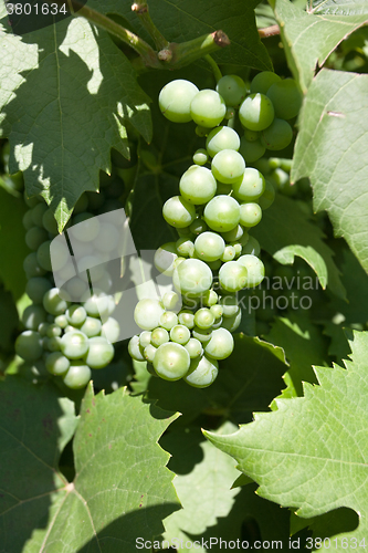 Image of green grapes