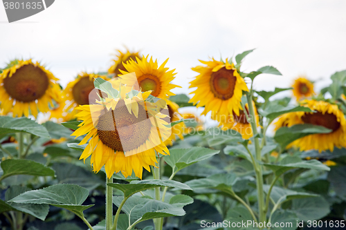 Image of sunflowers