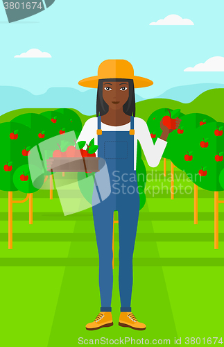 Image of Farmer collecting apples.