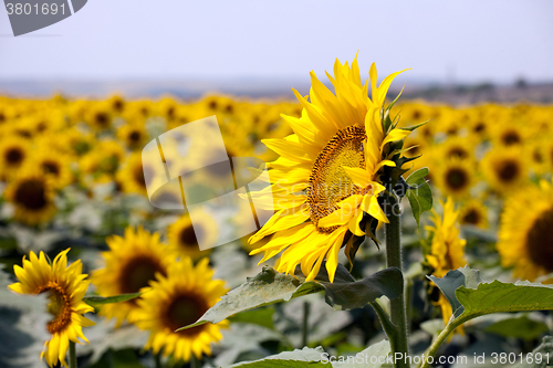 Image of sunflowers field