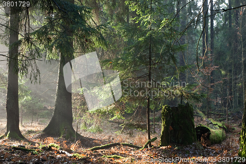 Image of Misty autumnal coniferous stand