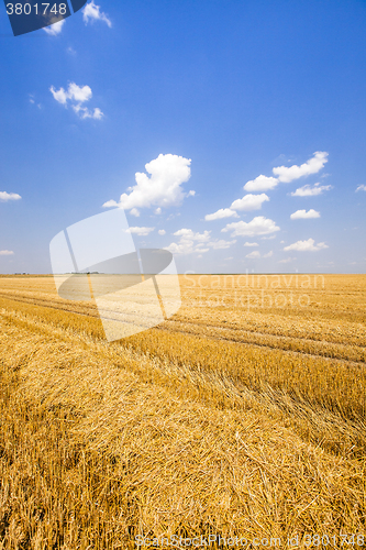 Image of  grow ripe wheat.