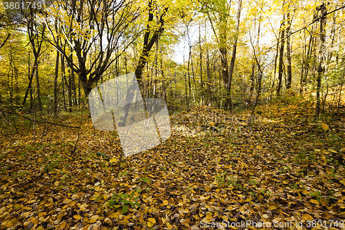 Image of the autumn wood  