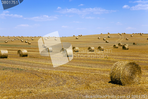 Image of straw stack.  harvesting