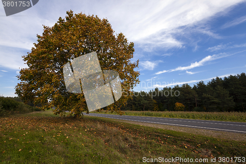 Image of the autumn road  