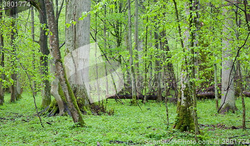 Image of Springtime linden stand