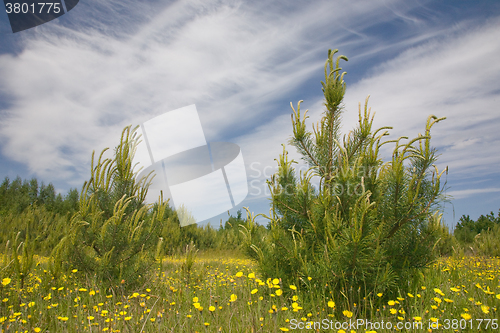 Image of Young pine tree among grass and yellow flowers