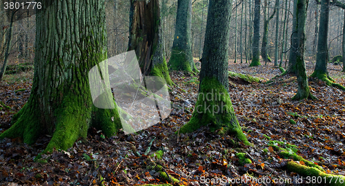 Image of Misty autumnal mixed stand