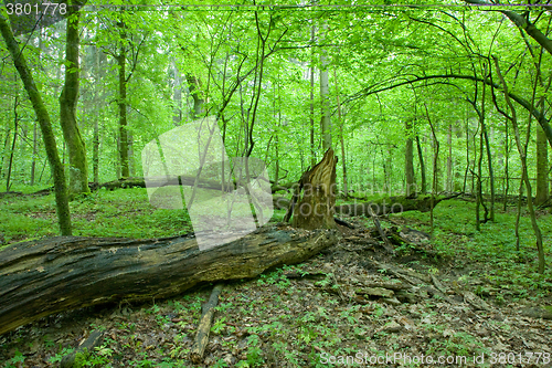 Image of Natural deciduous forest at spring