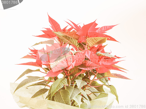 Image of Retro looking Poinsettia Christmas star