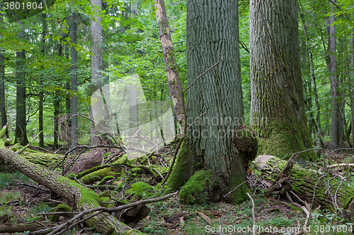 Image of Two giant old oaks