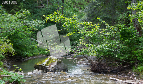 Image of Peaceful forest stream flow down among stones