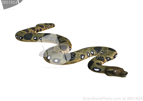 Image of Green Anaconda on White