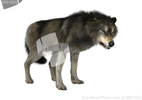 Image of Wild Wolf on White