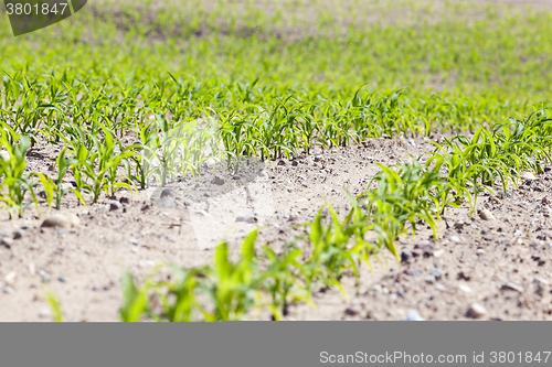 Image of corn field. close-up  