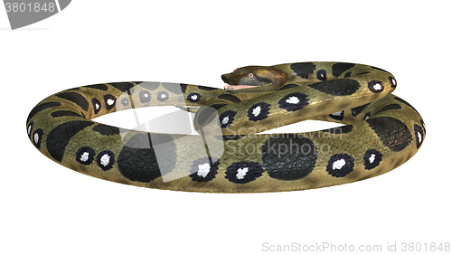 Image of Green Anaconda on White