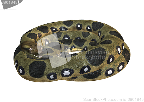 Image of Green Anaconda on White