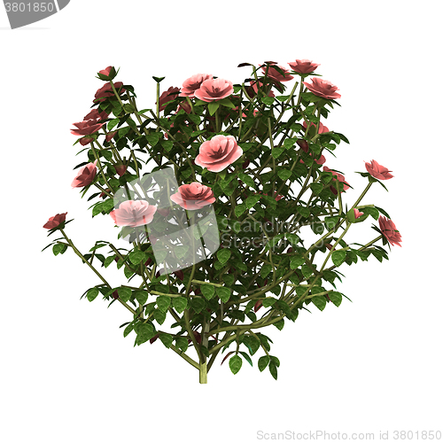 Image of Pink Rose Bush