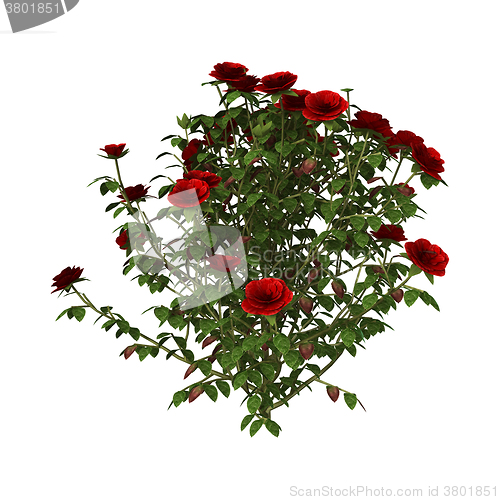 Image of Red Rose Bush