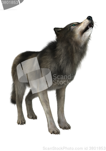 Image of Wild Wolf on White