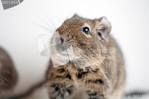 Image of degu