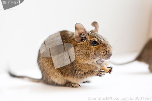 Image of degu