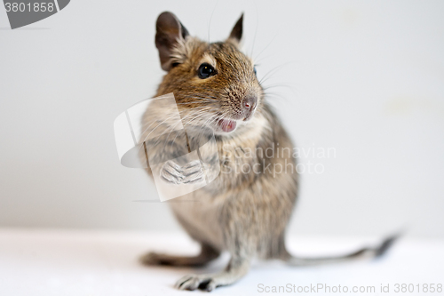 Image of degu