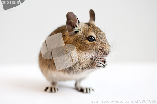 Image of degu