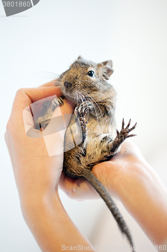 Image of degu