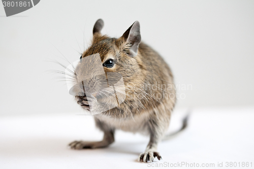 Image of degu