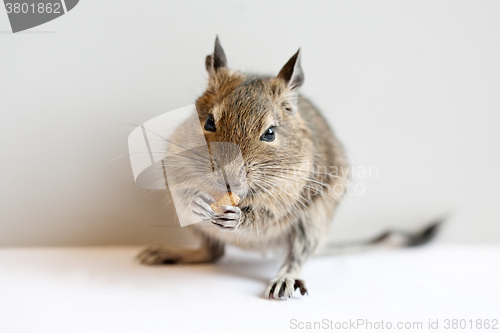 Image of degu