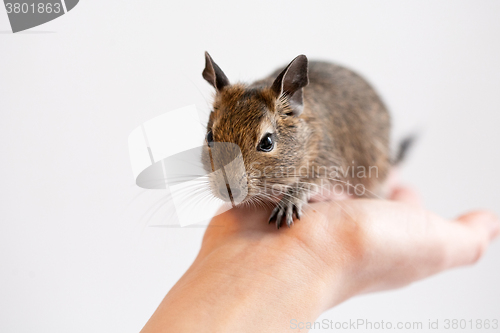 Image of degu