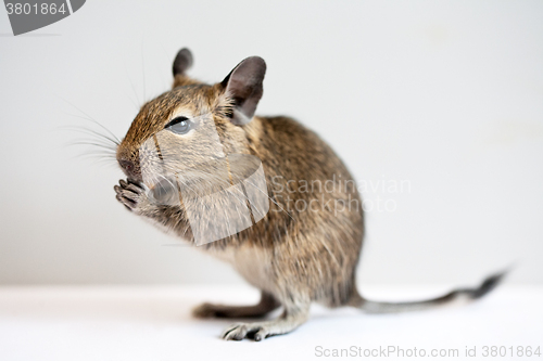 Image of degu