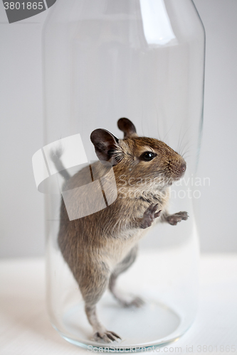 Image of degu