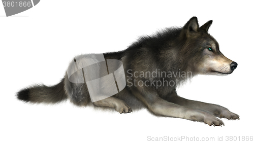 Image of Wild Wolf on White